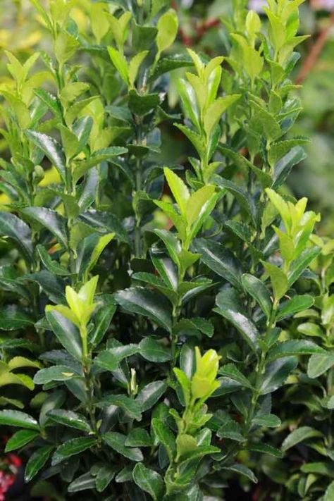 Euonymus japonicus 'Green Spire' Narrow Border Planting Ideas, Plants For Narrow Borders, Boarder Plants, Gardening In Small Spaces, Garden Border Plants, Front Walkway Landscaping, Shrubs For Borders, Euonymus Japonicus, Dry Shade Plants