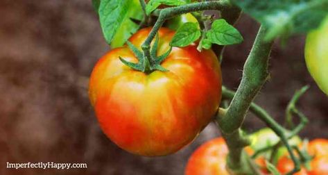 Growing Tomatoes At Home - the Imperfectly Happy home Alabama Garden, Tomato Diseases, How To Store Tomatoes, Pruning Tomato Plants, Tomato Disease, Watering Tomatoes, Vegetable Planting, Tips For Growing Tomatoes, Determinate Tomatoes