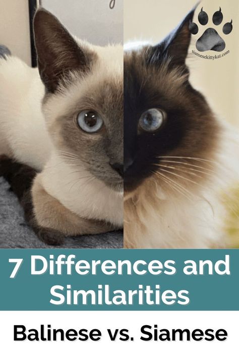 A few key things set Balinese cats apart from Siamese cats. Though they are both beautiful, elegant creatures, the breeds have some distinct differences. Decide which breed best suits your family by checking out this article. #BalineseCat #SiameseCat #BalineseVSSiamese Types Of Siamese Cats, Balinese Kittens, Cat Breeding, Balinese Cat, Cat Area, Cats Rule, Siamese Kittens, Pet Mom, Cat Shelves