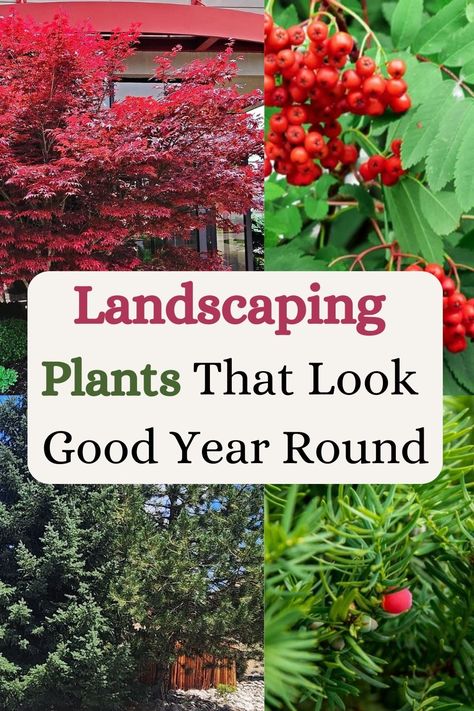 Landscaping Plants That Look Good Year Round All Year Round Plants, Perennial Garden Plans, Curb Appeal Landscape, Front Yard Plants, Yard Plants, Small Front Yard Landscaping, Small Front Yard, Front Yard Garden Design, Foundation Planting