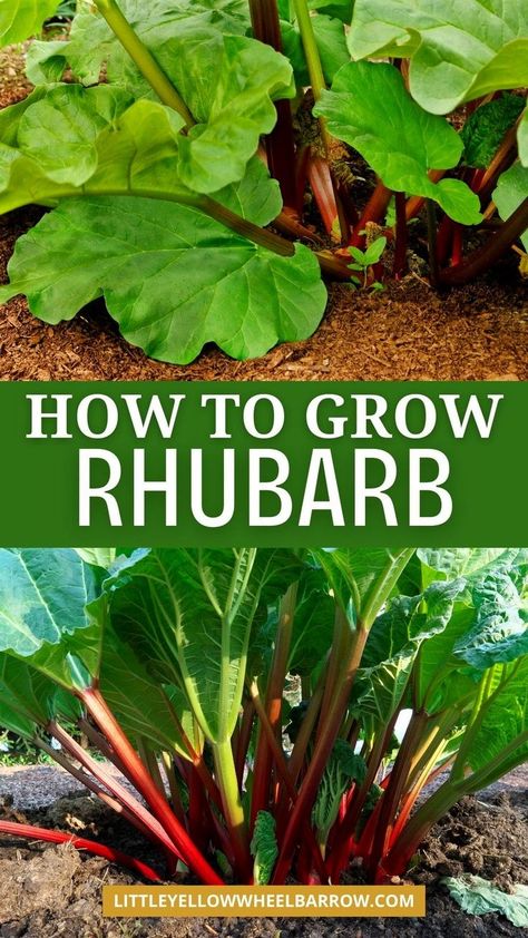 The ultimate guide teaching you how to grow rhubarb. Perfect rhubarb gardening advice for beginners or avid gardeners. This rhubarb growing guide provides step-by-step instructions and practical tips to cultivate thriving rhubarb patches in your backyard. This rhubarb growing guide provides step-by-step instructions and practical tips to cultivate thriving rhubarb patches in your backyard. The best guide for gardeners wanting to plant and grow rhubarb. Planting Rhubarb, Homesteading Goals, How To Grow Rhubarb, Grow Rhubarb, Rhubarb Plant, Growing Berries, Growing Rhubarb, Easy Perennials, Rhubarb Plants