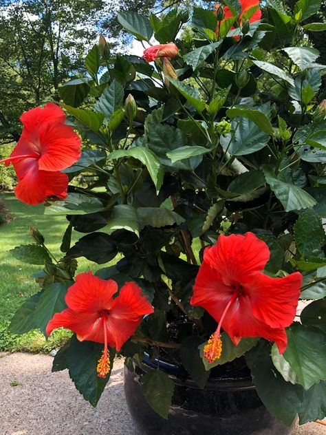 How To Overwinter Hibiscus, Overwintering Hibiscus, Hiscubus Flower, Hibiscus Garden Landscaping, Hibiscus Tree Care, Hibiscus Fertilizer, Overwintering Plants, Hibiscus Care, Hibiscus Bush