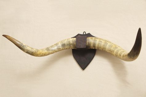 Zulu Art, New York Gallery, Antler Mount, Deer Mounts, Long Horn, Taxidermy Mounts, Bone Art, Cow Horns, Diy Furniture Easy