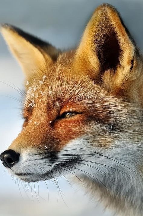 Fox Portrait Photography, Red Fox Photography, Fuchs Baby, Fox Portrait, Friendly Fox, Portrait Animal, Fox Photography, Fox Pictures, Animal Wildlife