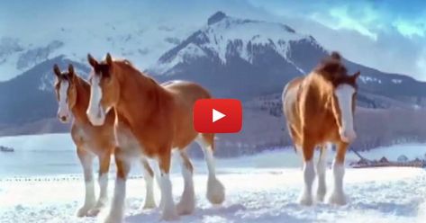 Budweiser Horses Snowball Fight - Stableexpress Budweiser Horses, Clydesdale Horses Budweiser, Christmas Commercial, Clydesdale Horses, Oh Oh, Clydesdale, Donkeys, Zebras, Taekwondo