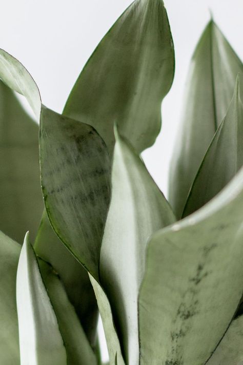 Moonshine Snake Plant, a unique and celestial beauty in the world of snake plants! Scientifically known as Sansevieria trifasciata, and more recently reclassified as a Dracaena, it’s common name is given for its silvery-gray leaves. Moonshine Snake Plant, Snake Plant Garden, Sansevieria Trifasciata, Snake Plants, Dreamy Aesthetic, Beautiful Snakes, Plant Aesthetic, Snake Plant, Green Aesthetic