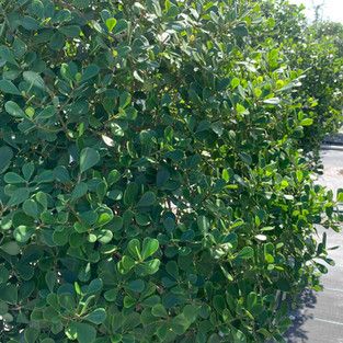 Is a Clusia Hedge Right for You? Clusia Hedge, Ficus Hedge, Fast Growing Shrubs, Pool Landscape, Landscape Maintenance, Specimen Trees, Hedge Trimmers, Green Fruit, Plant Spacing