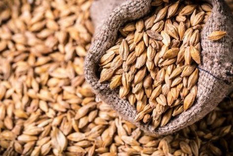 Barley is a high-yielding cereal grain that can be adapted to many parts of the homestead. This step-by-step growing guide will help you grow and harvest barley from start to finish. How To Cook Barley, What Is Gluten, Gut Health Recipes, Gut Flora, Gluten Sensitivity, Food Sensitivities, Grain Foods, Ms Office, Gut Microbiome