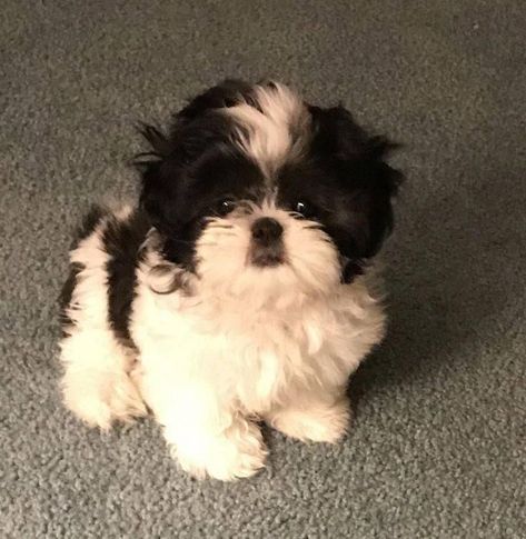 Cute Shih Tzu Puppies, Puppies Shih Tzu, Dog Shih Tzu, Perro Shih Tzu, Shitzu Dogs, Chien Shih Tzu, Shitzu Puppies, Very Cute Puppies, Super Cute Puppies