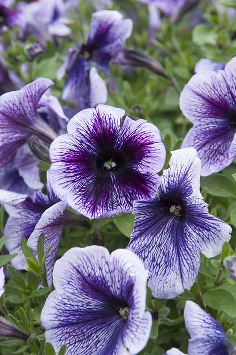 16 Different Types of Petunias (Photos) - Garden Lovers Club Moodboard Portfolio, Petunia Garden, Purple Veins, Petunia Flower, Purple Petunias, Purple Bouquet, Plant Photos, White Plants, Fertilizer For Plants