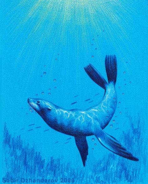 Seal Swimming Drawing, Sea Lion Tattoo Ideas, Sea Lion Illustration, Sea Lion Drawing, Sea Lion Tattoo, Sea Lion Art, Seal Painting, Leopard Seal, Lion Sketch