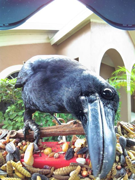 Check out American Crow that landed on Kimbirdly  feeder Crow Feeder, American Crow, Bird Feeding, Odessa, Bird Feeders, In A Heartbeat, Dream House, Birds, United States