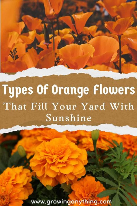 55 Difference Types of Orange Flowers That Fill Your Yard With Sunshine Orange Flower Names, Orange Flowering Plants, Types Of Oranges, Mexican Sunflower, Orange Tulips, Shade Flowers, Orange Bird, Cymbidium Orchids, Orange Poppy