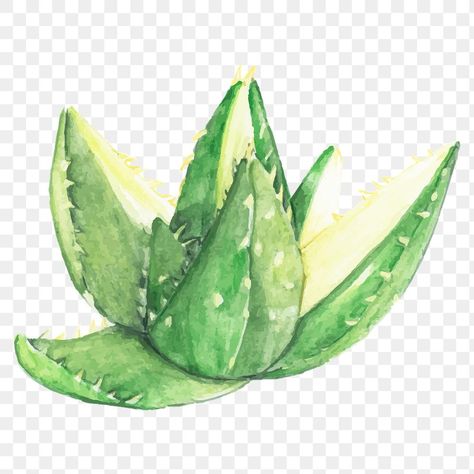 Succulent Illustration, Succulent Watercolor, Succulents Illustration, Cactus Watercolor, Watercolor Succulents, Sticker Png, Watercolor Png, Watercolor Stickers, Green Cactus