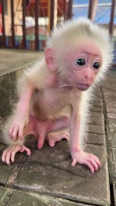 Mario Activities, Finger Monkey For Sale, Baby Monkey For Sale, Pet Monkey For Sale, Tree Rat, Funny Monkey Pictures, Monkeys For Sale, Cute Monkey Pictures, Finger Monkey