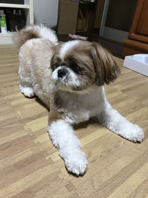 Short Shih Tzu Haircuts Teddy Bears, Shitzu Hairstyles, Short Shitzu Haircut, Shih Tzu Teddy Bear Haircut, Shitzu Haircuts, Shitzu Dogs Haircuts, Dog Grooming Shih Tzu, Trimming Dog Nails, Puppy Haircut