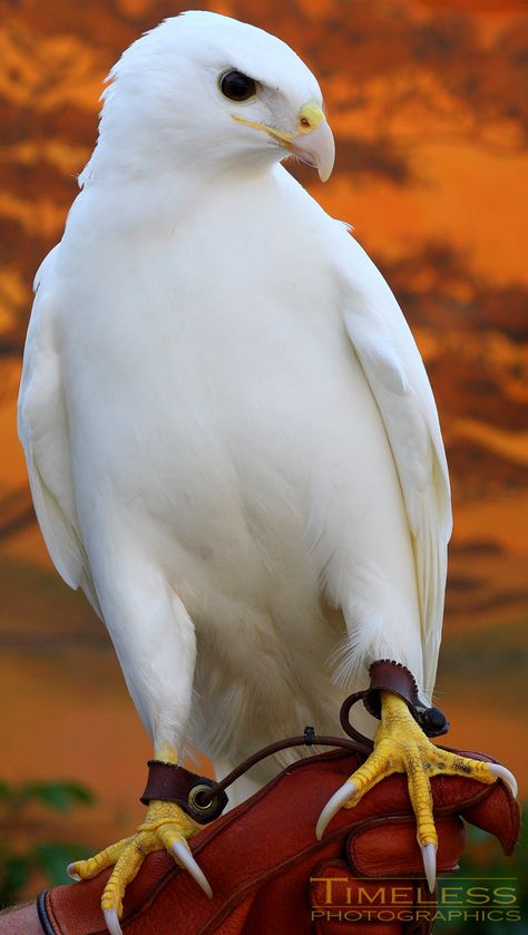 Albino Red-Tailed Hawk | Photo.net Albino Eagle, White Hawk, Rare Albino Animals, White Eagle, Albino Animals, White Birds, Red Tailed Hawk, Most Beautiful Birds, Most Beautiful Animals