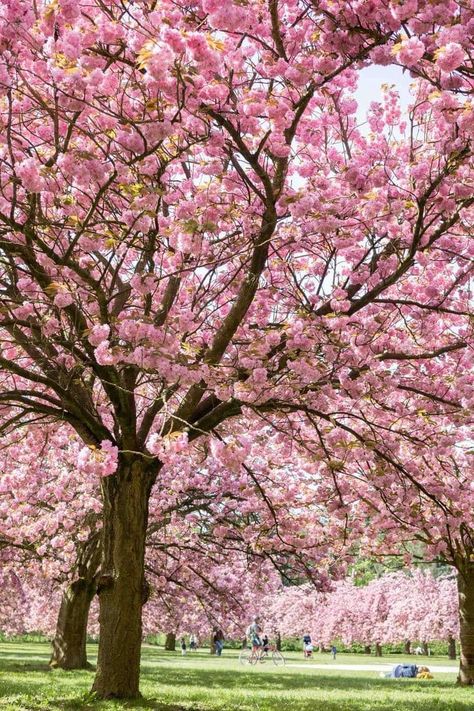 Hanami Japan, Japan Tree, Pink Blossom Tree, Cherry Blossom Wallpaper, Cherry Blossom Trees, Pretty Trees, Blossom Garden, Pink Trees, Blossom Tree