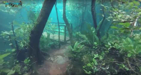 Crystal Clear Water Turns Brazilian Rainforest Into Underwater Park Surreal Underwater, Brazilian Rainforest, Underwater Park, Underwater Landscape, Water Flood, Water Nymphs, Life Aquatic, Underwater Photos, Ocean Conservation