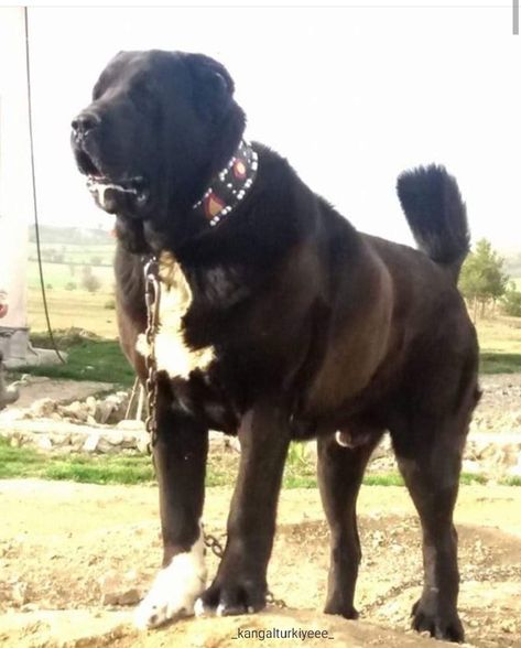 Alabai Dog Black, Japanese Mastiff, Alabai Dog, Dog Reference, Black German Shepherd Dog, Livestock Guardian Dog, Livestock Guardian, Huge Dogs, Working Dogs