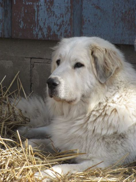 Pyrenean Mountain Dog, Pyrenees Dog, Livestock Guardian Dog, Great Pyrenees Dog, Great Pyrenees, White Dog, Mountain Dog, Mountain Dogs, White Dogs