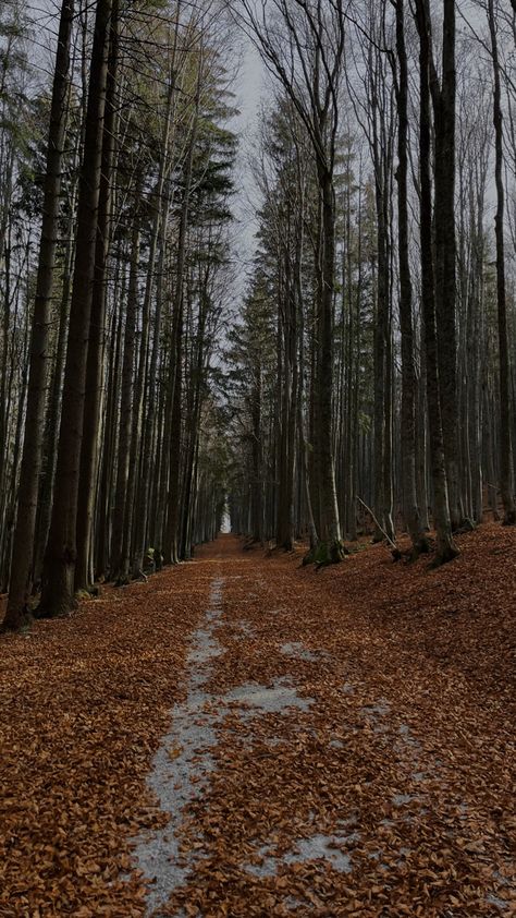 Season Of The Sticks Aesthetic, Must Be The Season Of The Witch, Season Of The Witch Wallpaper, Season Of The Witch Aesthetic, Hogwarts Autumn, Season Of The Sticks, Vintage Diaries, Grey November, Halloween Morning