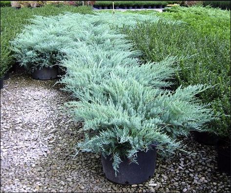 Grey Owl Juniper, Juniper Plant, Grey Owl, Front Garden Design, Front Landscaping, Planting Shrubs, Evergreen Plants, Front House Landscaping, Evergreen Shrubs