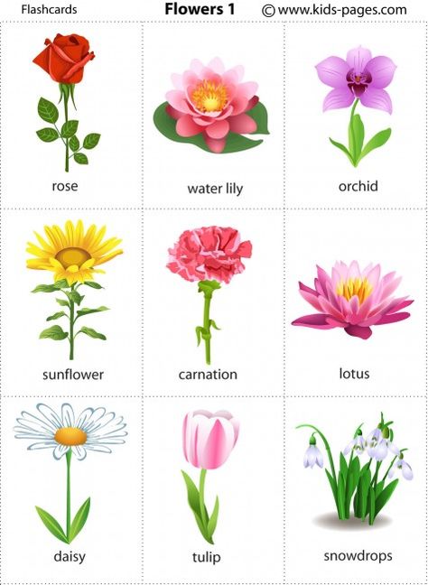 flashcards for every topic imaginable Flower Flashcards, Flowers Name, Flower Chart, Printable Flower, Flowers Printable, Learning English For Kids, Flashcards For Kids, Kids Pages, English Vocab