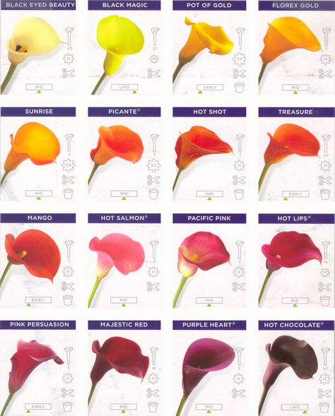 Google Image Result for http://www.calla-lily-flower.com/images/709157f75ceefe51b38319188bb7f814.gif Calla Lily Colors, Calla Lily Bulbs, Zantedeschia Aethiopica, Pink Calla Lilies, Flower Chart, Different Types Of Flowers, Lily Wedding, Flower Guide, Calla Lilies