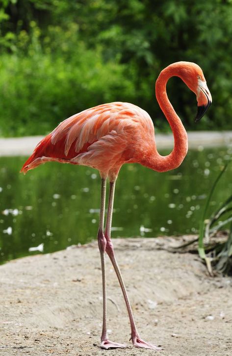 American Flamingo, Rv Decorating, Flamingo Pictures, Flight Feathers, Unique Date Ideas, Flamingo Painting, Bird Carving, Dinner And A Movie, Rv Decor