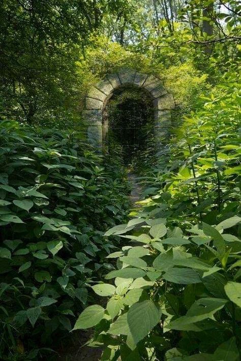 Overgrown Forest, Secret Gardens, The Secret Garden, Alam Yang Indah, Garden Gates, Magical Places, Nature Aesthetic, Pretty Places, Fantasy Landscape