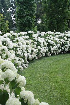 Backyard Hydrangeas, When To Plant Hydrangeas, Hydrangea Hedge, Incrediball Hydrangea, Driveway Entrance Landscaping, Landscaping Along Fence, Hydrangea Landscaping, Smooth Hydrangea, When To Plant