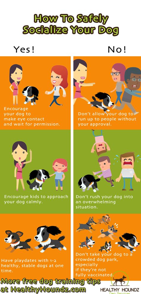 Dog Socialization Checklist, How To Socialize Your Dog, Puppy Enrichment, Lacrosse Training, Puppy Training Guide, Puppy Essentials, Behavior Tips, Hypoallergenic Dog Food, Socializing Dogs