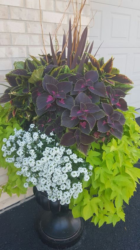 Coleus,  sweet potato vine and sweet alyssum Coleus And Sweet Potato Vine, Potato Vine Flower Bed, Plants For Large Pots, Potato Vine Planters, Coleus Containers, Big Pots, Sweet Alyssum, Pots Plants, Sweet Potato Vine