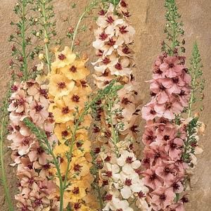 Verbascum Southern Charm     Perennial      Seeded on 2/15 Shades Of Peach, Border Plants, Flower Spike, Pretty Plants, Flower Farm, Southern Charm, All Flowers, Flower Seeds, Dream Garden