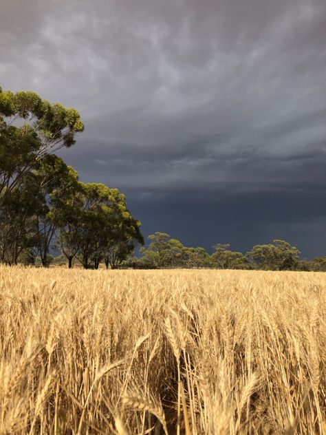 Summer Storm Aesthetic, Dark Stormy Sky, Dark & Stormy, Stormy Sky, Summer Storm, Cute Hamsters, Aesthetic Pics, Aesthetic Photos, Aesthetic Photo