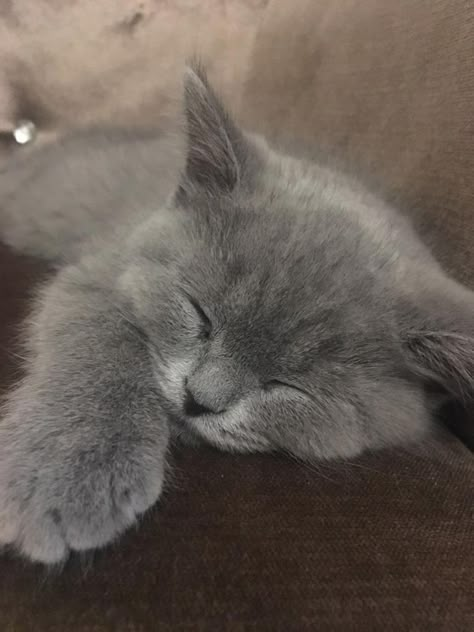 Gray Cat, Kitty Cats, Baby Cats, Kitty Cat, A Cat, Fur Babies, Cats And Kittens, Baby Animals, Cute Cats