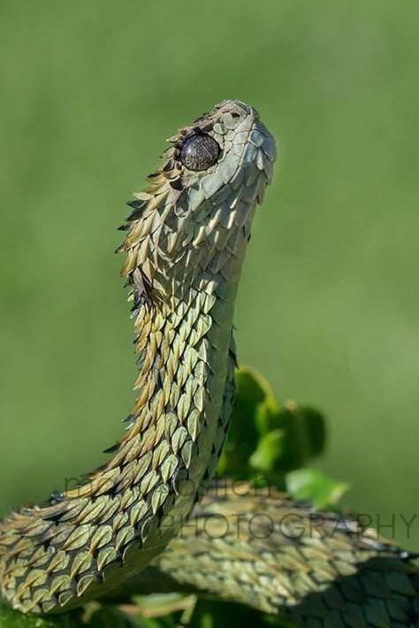 Gaboon Viper Tattoo, Horned Viper, Snake Breeds, Gaboon Viper, Viper Snake, Pretty Snakes, Pit Viper, Beautiful Snakes, Animal Study