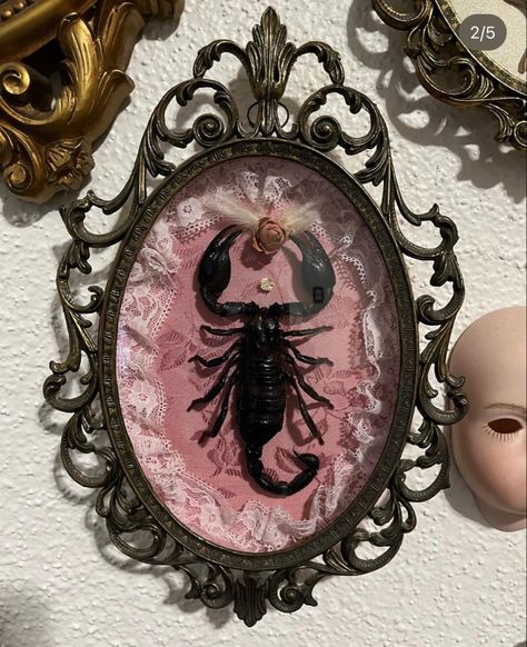 Goth Oddities Decor, Victorian Taxidermy Display, Oddities Bedroom, Bug Taxidermy Art, Pink Goth Room Aesthetic, Oddity Artwork, Oddities Aesthetic, Taxidermy Frame, Taxidermy Bugs