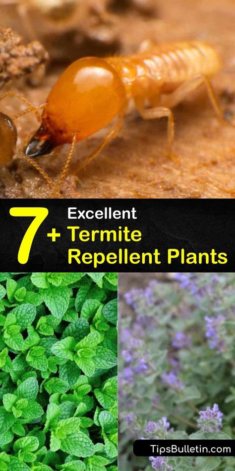 Discover how to grow plants around your home to repel termites and prevent termite infestations. Vetiver grass is a termite repellent plant that keeps subterranean termites out of the yard, while marigolds repel these pests with their scent. #plants #termites #repellent Essential Oils For Termites, Pest Deterrent Plants, Vetiver Grass Plants, Natural Termite Repellent, How To Get Rid Of Termites Outside, Termites Diy How To Get Rid Home, How To Get Rid Of Termites, How To Get Rid Of Termites In The House, Termites Diy How To Get Rid