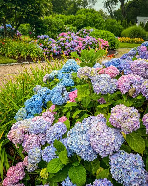 The most bountiful hydrangea season we’ve had… in years. So many hydrangea paintings in the works. I share my deep love for these flowers with you through my artwork and this season I have so much to share with you! Stay tuned for upcoming hydrangea original paintings 🩷💚💜💙🩵 Hydrangea Paintings, Dirt Locker, Hydrangea Season, Hydrangea Painting, Future Garden, Hydrangea Garden, Flower Guide, Seasonal Flowers, Hydrangea Flower