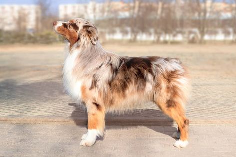 Do Australian Shepherds Have Tails? Bobbed Tail vs. Normal Tail Australian Shepherd With Tail, Australian Puppies, Pets Wallpaper, Cow Names, Aussie Shepherd, Australian Shepherd Puppy, Aussie Puppies, Australian Shepherd Puppies, What Dogs