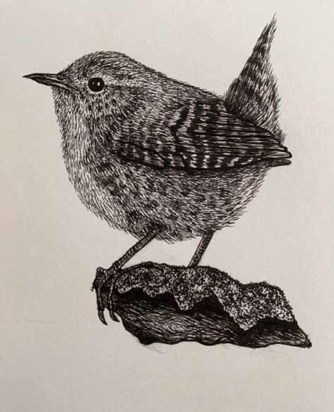 Fineliner sketch black and white wren Bird Black And White Drawing, Wren Tattoo Simple, Wren Sketch, Wren Linocut, Wren Bird Tattoo, Wren Illustration, Wren Drawing, Wren Tattoo, Fineliner Drawing