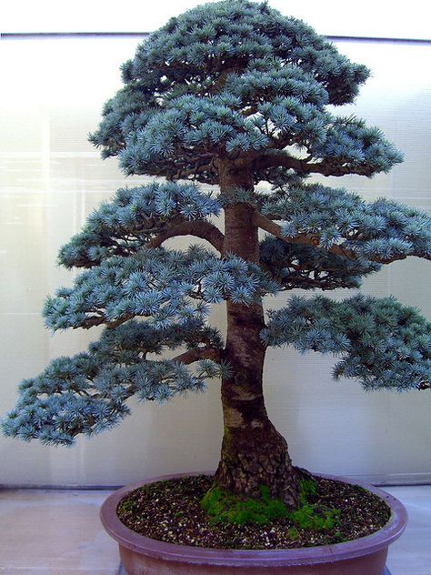 Blue Atlas Cedar Bonsai Cedar Bonsai, Kinds Of Green, Blue Atlas Cedar, Atlas Cedar, Japanese Plants, Bonsai Tree Types, Plant Home, Cedar Tree, Plantas Vs Zombies