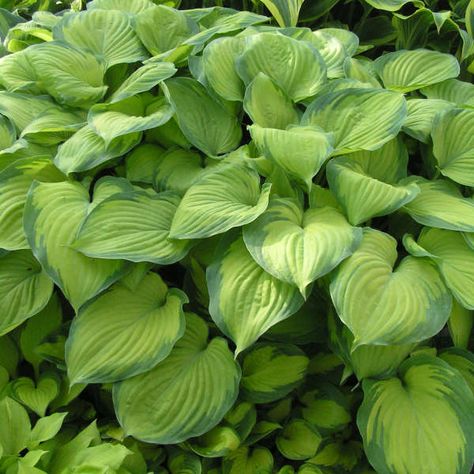 Hosta Guacamole, Variegated Hosta, Avocado Leaves, Perennial Ground Cover, Plantain Lily, Hosta Varieties, Hosta Plants, Attract Pollinators, Starter Plants