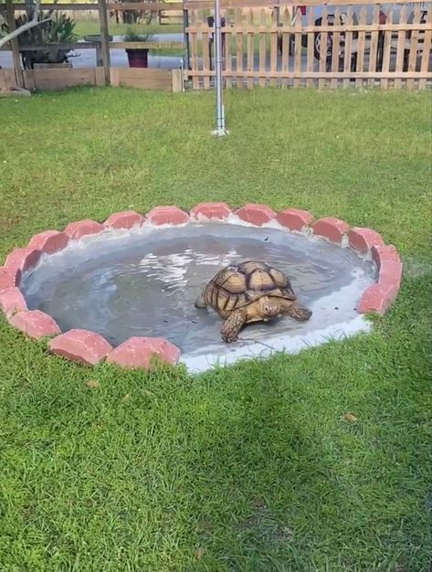 Tortoise Pond Ideas, Tortoise Water Bowl, Backyard Tortoise Habitat, Tortious Habitat Outdoor, Tortoise Watering Hole, Diy Tortoise House, Tortoise Backyard, Diy Tortoise Habitat Outdoor, Outside Tortoise Enclosure