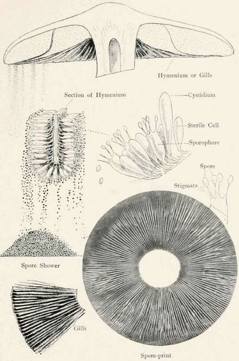 Spore Prints. Part 3 Mushroom Anatomy, Spore Prints, Mushroom Spores, Have Inspiration, Cross Section, Scientific Illustration, Mushroom Art, Illustration Vintage, Botanical Drawings