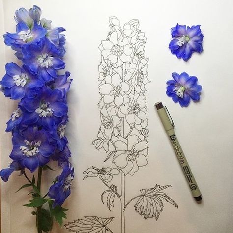 Delphinium Tattoo, Larkspur Tattoo, Larkspur Flower, Delphinium Flowers, Flower Tattoo Drawings, Blue Rose Tattoos, Blue Delphinium, Floral Preservation, Flower Sketches