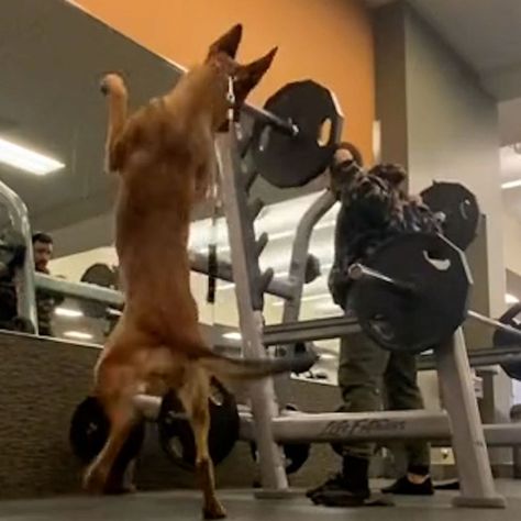 Gym Leg Day, Dog Gym, At Gym, Playlist Covers, Watch Dogs, Leg Day, Good Morning America, Spotify Playlist, At The Gym