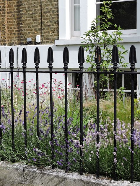 Traditional iron railings on this East London front garden with loose informal planting behind a low hedge of lavender #lavenderhedge #ironrailings #frontgarden #frontgardendesign #plantingdesign #lucyconochiedesign #informalplanting #traditionalrailings Garden Railings Ideas, Front Garden Railings, Front Garden Railings And Gate, Front Garden Wall With Railings, Georgian Front Garden, Front Garden Privacy, Front Garden Fence Ideas, Front Garden Hedge, London Front Garden